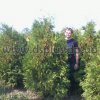 Туя западная